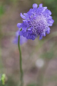 Scabiosa col. 'Butterfly Blue' geen maat specificatie 0,55L/P9cm - afbeelding 2