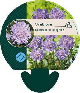 Scabiosa col. 'Butterfly Blue' geen maat specificatie 0,55L/P9cm - afbeelding 5