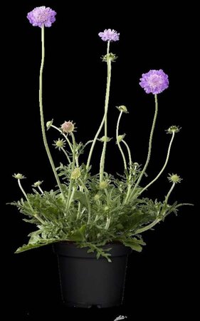 Scabiosa col. 'Butterfly Blue' geen maat specificatie 0,55L/P9cm - afbeelding 3