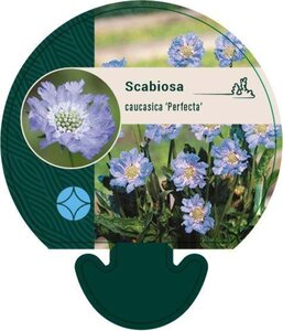 Scabiosa cauc. 'Perfecta' geen maat specificatie 0,55L/P9cm - afbeelding 5