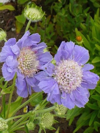 Scabiosa cauc. 'Perfecta' geen maat specificatie 0,55L/P9cm - afbeelding 2