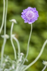 Scabiosa cauc. 'Perfecta' geen maat specificatie 0,55L/P9cm - afbeelding 3