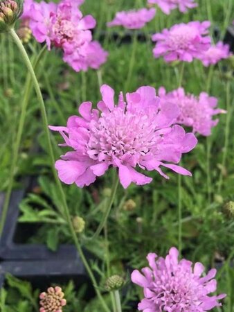 Scabiosa col. 'Pink Mist' geen maat specificatie 0,55L/P9cm - afbeelding 2