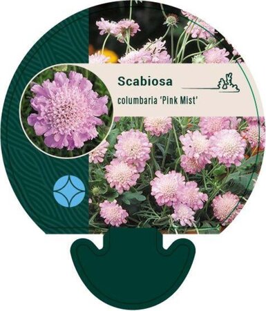 Scabiosa col. 'Pink Mist' geen maat specificatie 0,55L/P9cm - afbeelding 1