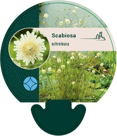 Scabiosa ochroleuca geen maat specificatie 0,55L/P9cm - afbeelding 1