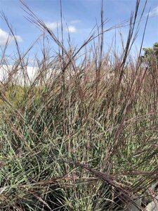 Schizachyrium sc. 'Blue Heaven' geen maat specificatie cont. 3,0L - afbeelding 1