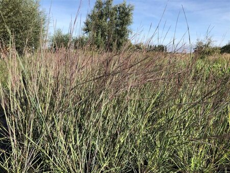 Schizachyrium sc. 'Blue Heaven' geen maat specificatie cont. 3,0L - afbeelding 2