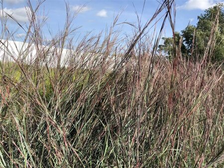 Schizachyrium sc. 'Blue Heaven' geen maat specificatie cont. 3,0L - afbeelding 3