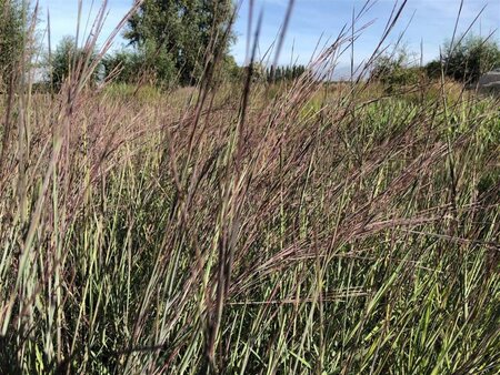 Schizachyrium sc. 'Blue Heaven' geen maat specificatie cont. 3,0L - afbeelding 4