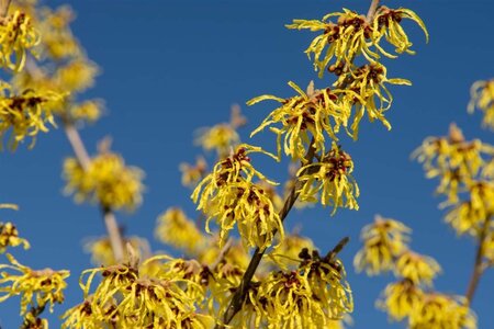 Schizachyrium sc. 'Blue Heaven' geen maat specificatie cont. 3,0L - afbeelding 5