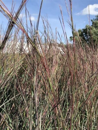 Schizachyrium sc. 'Blue Heaven' geen maat specificatie 0,55L/P9cm - afbeelding 3