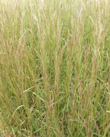 Schizachyrium sc. 'Caïro' geen maat specificatie cont. 3,0L