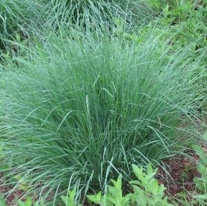 Schizachyrium scoparium geen maat specificatie 0,55L/P9cm - afbeelding 3