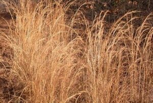 Schizachyrium scoparium geen maat specificatie 0,55L/P9cm - afbeelding 1