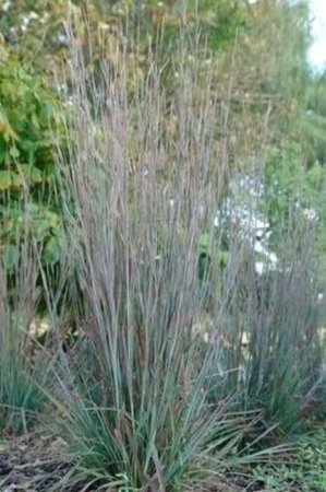 Schizachyrium sc. 'St.Ovation' geen maat specificatie 0,55L/P9cm - afbeelding 2