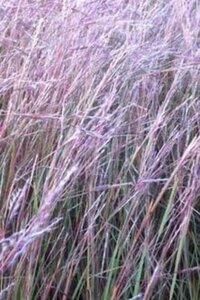 Schizachyrium sc. 'Wild West' geen maat specificatie 0,55L/P9cm - afbeelding 1