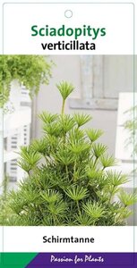 Sciadopitys verticillata 30-40 cm cont. 3,0L