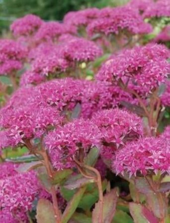 Sedum 'Abbeydore' geen maat specificatie 0,55L/P9cm