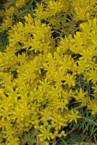 Sedum acre geen maat specificatie 0,55L/P9cm - afbeelding 2