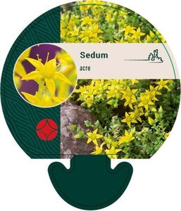 Sedum acre geen maat specificatie 0,55L/P9cm - afbeelding 4