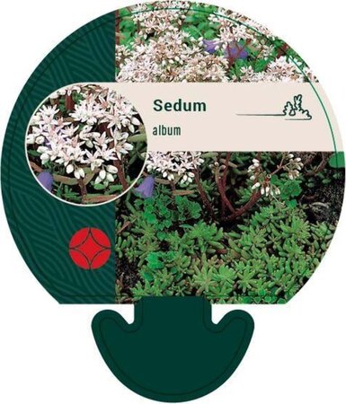 Sedum album geen maat specificatie 0,55L/P9cm - afbeelding 3