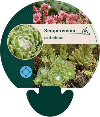 Sempervivum arachnoideum geen maat specificatie 0,55L/P9cm