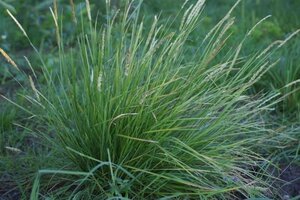 Sesleria argentea geen maat specificatie 0,55L/P9cm