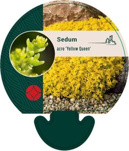 Sedum acre 'Yellow Queen' geen maat specificatie 0,55L/P9cm