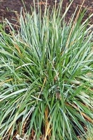 Sesleria caerulea geen maat specificatie 0,55L/P9cm - afbeelding 1