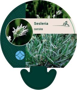 Sesleria caerulea geen maat specificatie 0,55L/P9cm - afbeelding 2