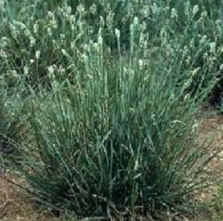 Sesleria caerulea geen maat specificatie 0,55L/P9cm - afbeelding 4