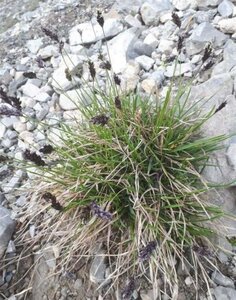 Sesleria caerulea geen maat specificatie 0,55L/P9cm - afbeelding 3