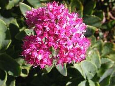 Sedum 'Carl' geen maat specificatie 0,55L/P9cm - afbeelding 1