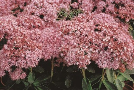 Sedum 'Carl' geen maat specificatie 0,55L/P9cm - afbeelding 3