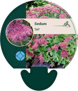 Sedum 'Carl' geen maat specificatie 0,55L/P9cm - afbeelding 5