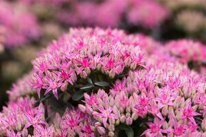 Sedum 'Carl' geen maat specificatie 0,55L/P9cm - afbeelding 4