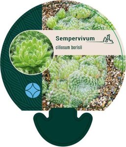 Sempervivum ciliosum borisii geen maat specificatie 0,55L/P9cm