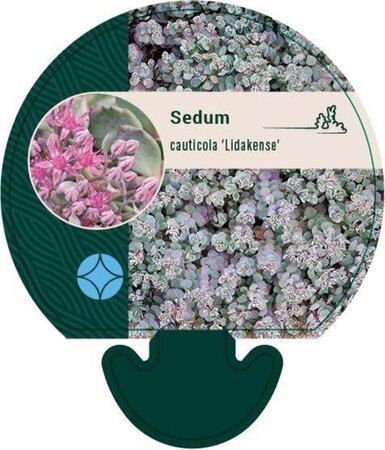 Sedum cauticola 'Lidakense' geen maat specificatie 0,55L/P9cm