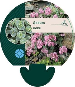 Sedum ewersii geen maat specificatie 0,55L/P9cm - afbeelding 1