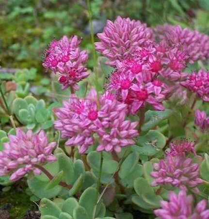 Sedum ewersii geen maat specificatie 0,55L/P9cm - afbeelding 2