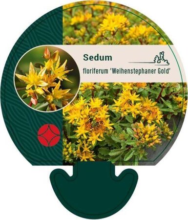 Sedum flor. 'Weihenstephaner Gold' geen maat specificatie 0,55L/P9cm - afbeelding 8