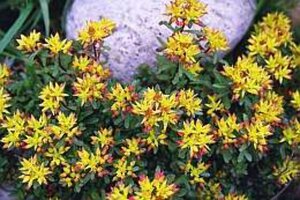 Sedum flor. 'Weihenstephaner Gold' geen maat specificatie 0,55L/P9cm - afbeelding 3