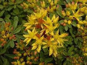 Sedum flor. 'Weihenstephaner Gold' geen maat specificatie 0,55L/P9cm - afbeelding 5