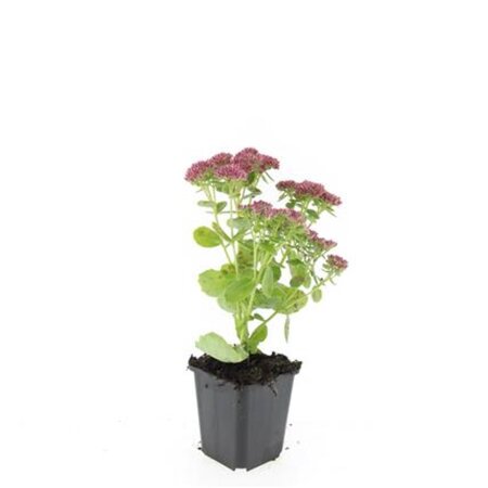 Sedum 'Herbstfreude' =  'Autumn Joy' geen maat specificatie 0,55L/P9cm - afbeelding 7