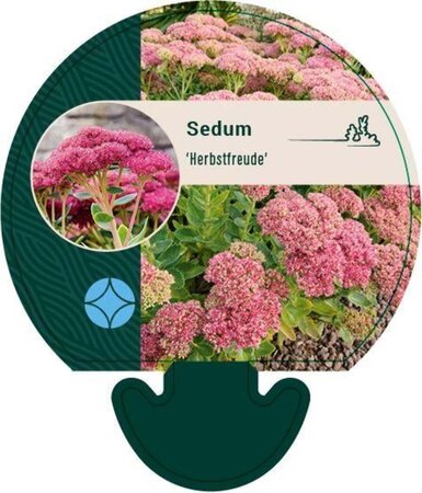 Sedum 'Herbstfreude' =  'Autumn Joy' geen maat specificatie 0,55L/P9cm - afbeelding 10