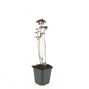 Sedum 'Herbstfreude' =  'Autumn Joy' geen maat specificatie 0,55L/P9cm - afbeelding 6