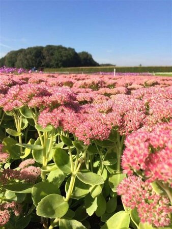 Sedum 'Herbstfreude' =  'Autumn Joy' geen maat specificatie 0,55L/P9cm - afbeelding 13