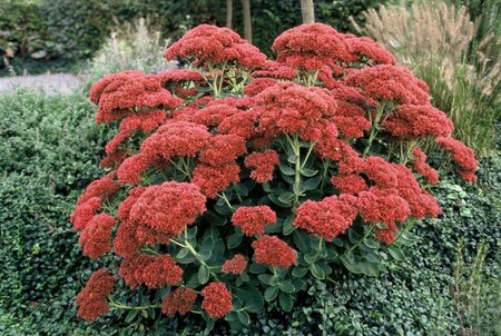 Sedum 'Herbstfreude' =  'Autumn Joy' geen maat specificatie 0,55L/P9cm - afbeelding 9