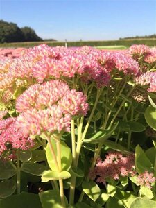 Sedum 'Herbstfreude' =  'Autumn Joy' geen maat specificatie 0,55L/P9cm - afbeelding 12