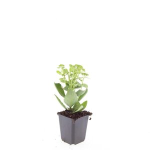 Sedum 'Herbstfreude' =  'Autumn Joy' geen maat specificatie 0,55L/P9cm - afbeelding 4